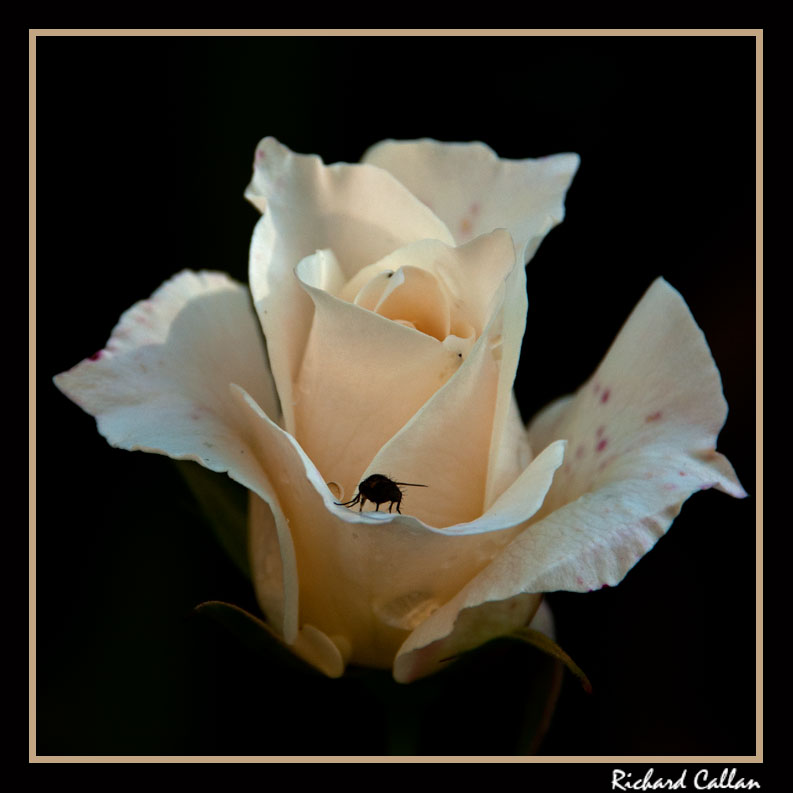 DSC_9559_9725a.jpg