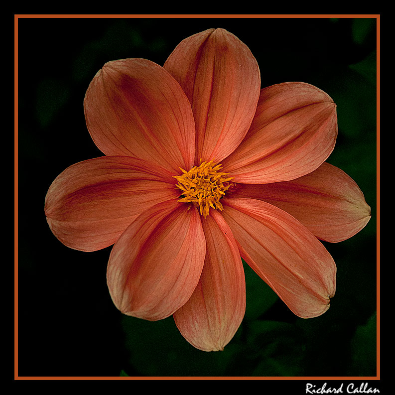 I have no Idea what sort of flower this is