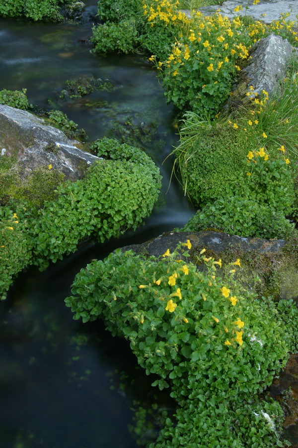 Spring Flow