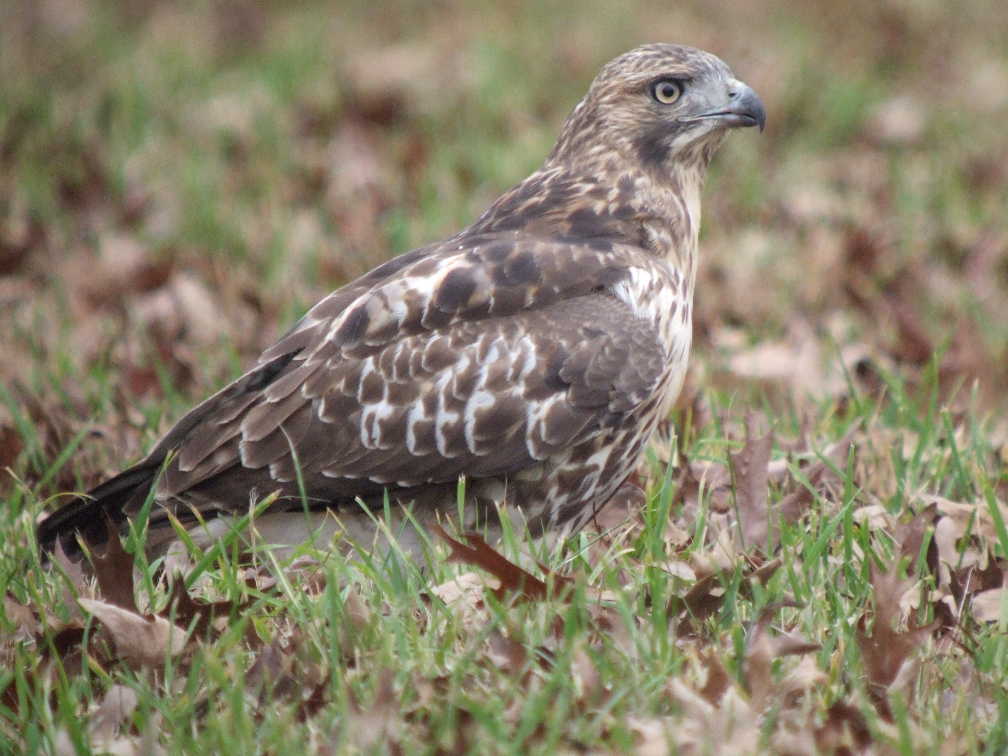 Red-tailed Hawk