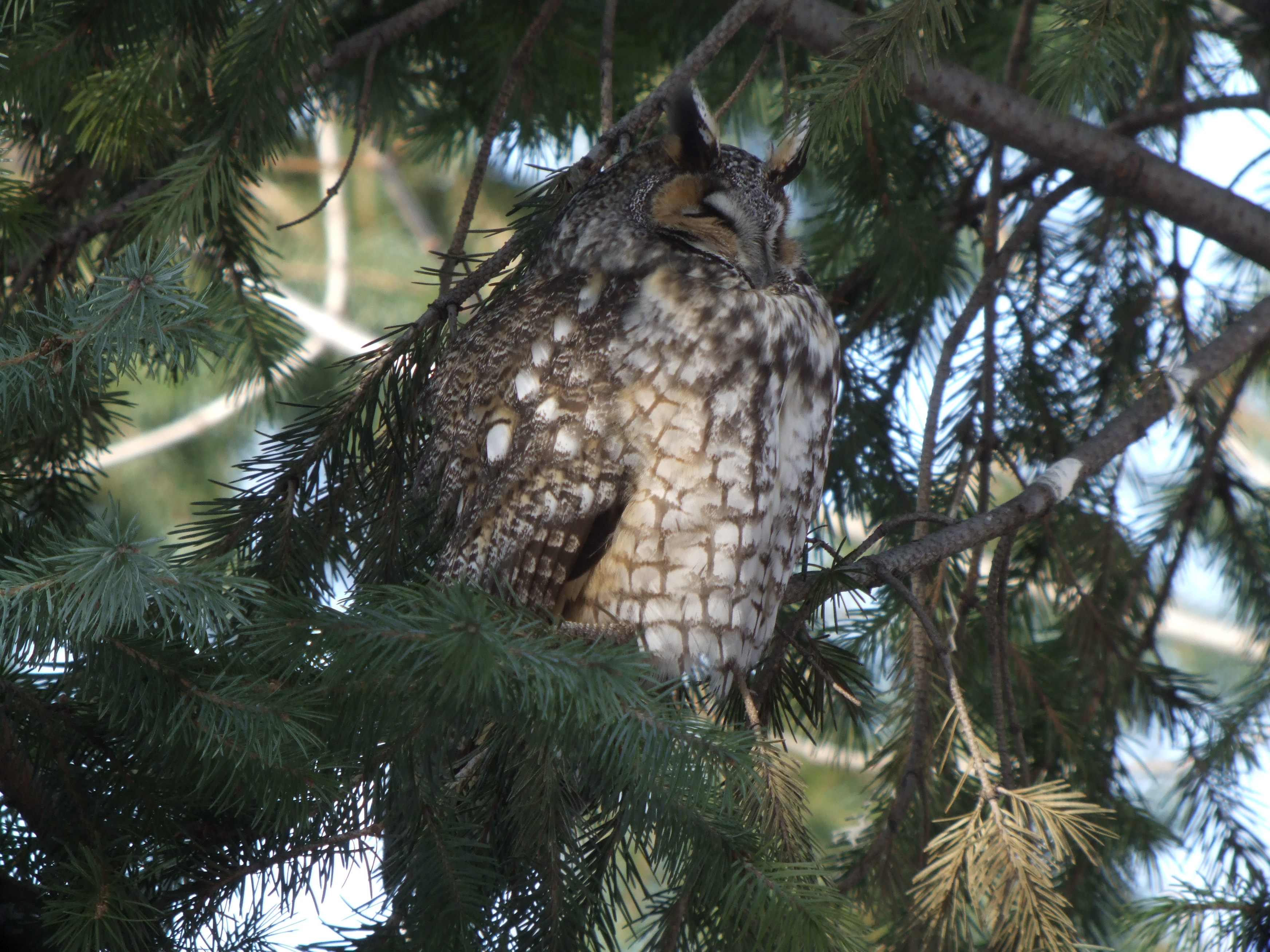 Long-eared Owl ( male )