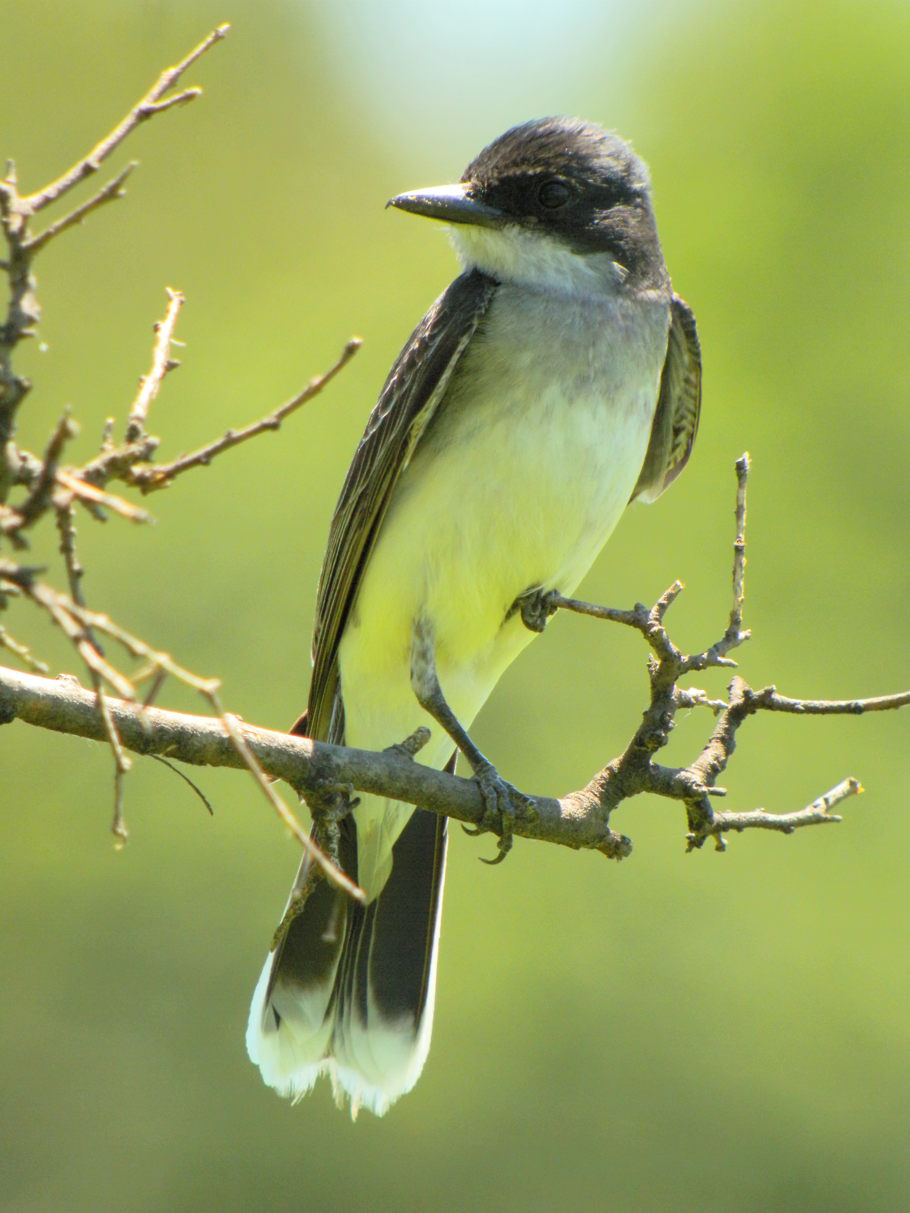 Eastern Kingbird