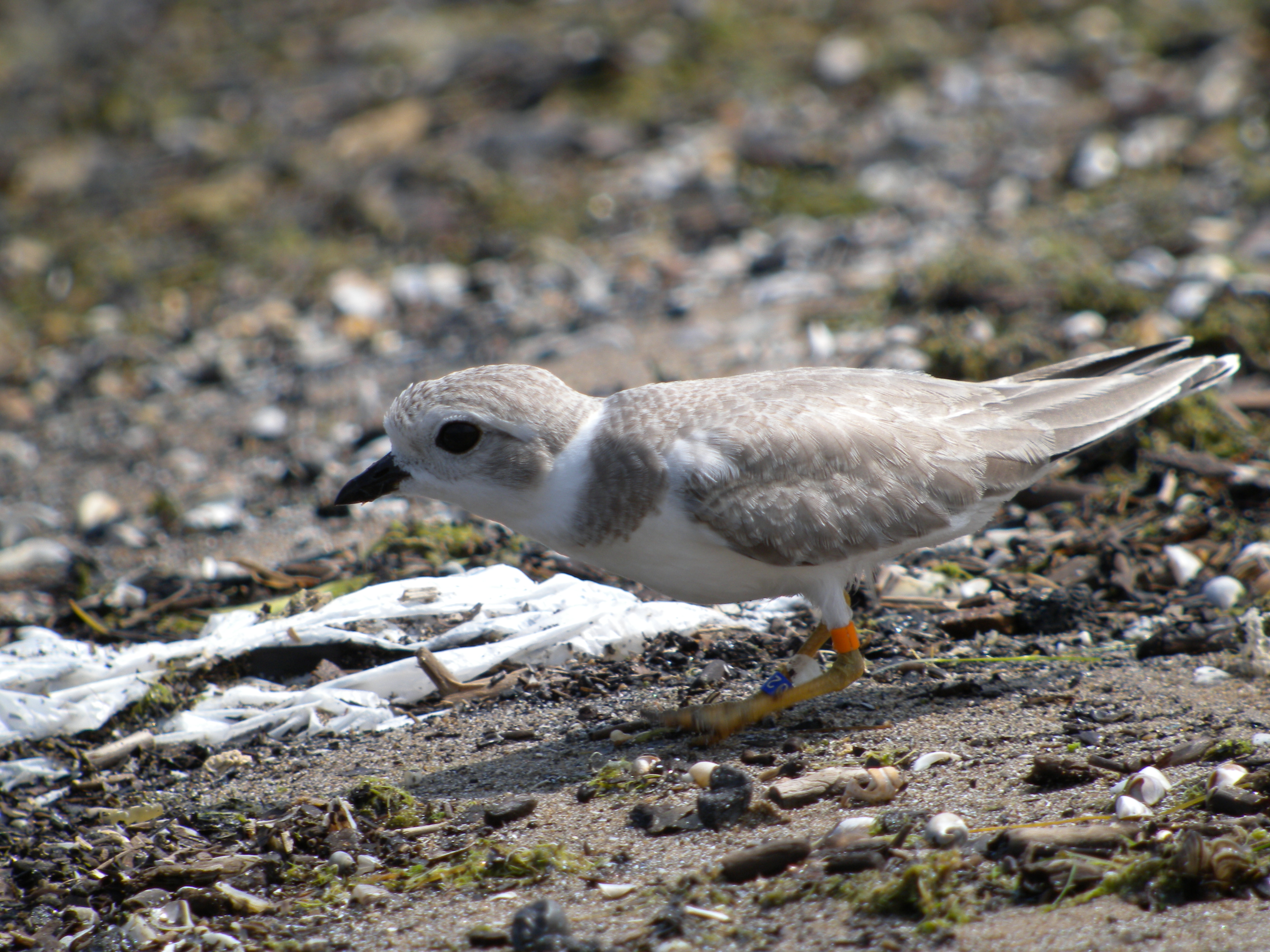 Piping plover ( defensive stoop )