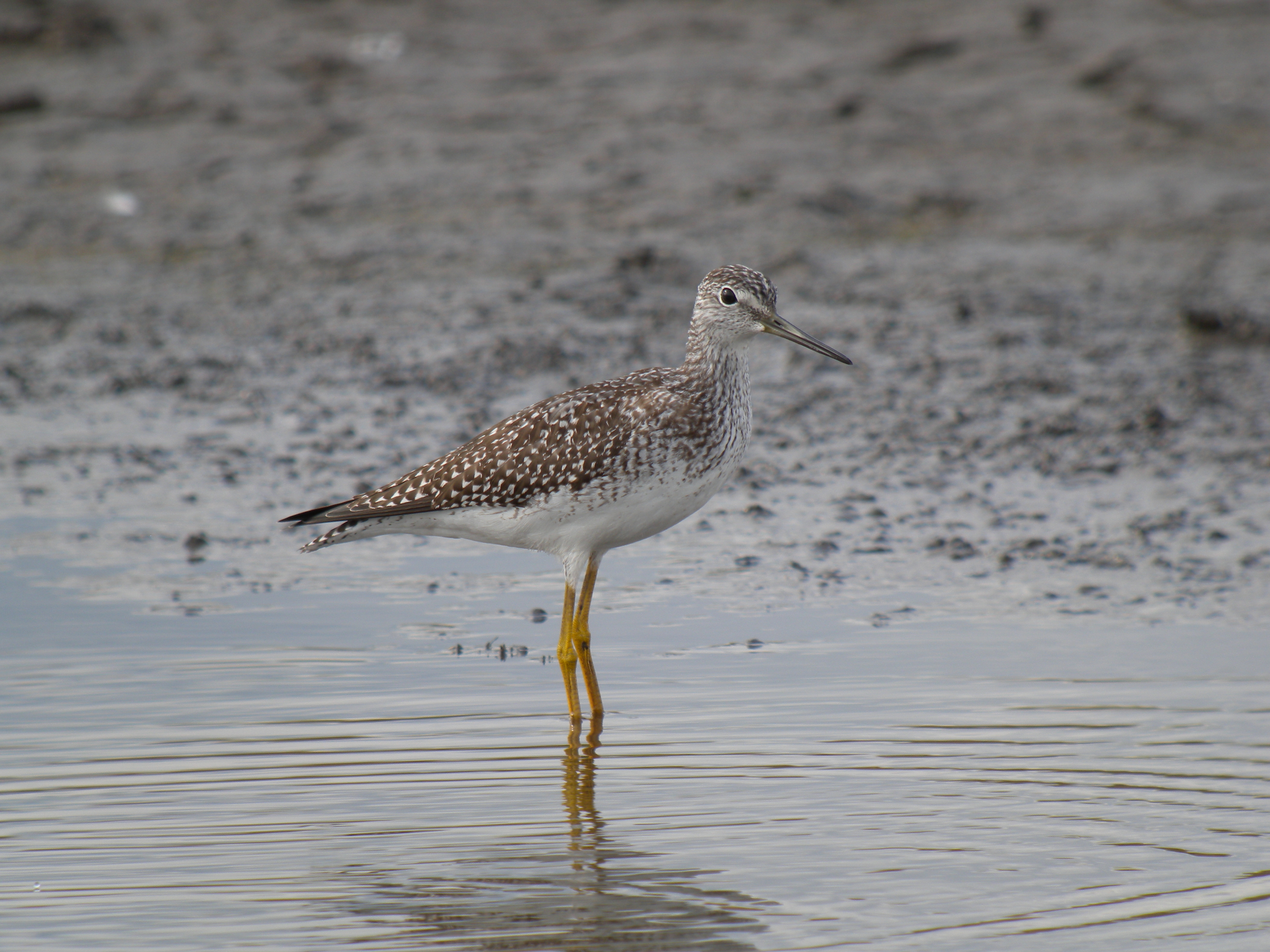 Greater Yellowlegs