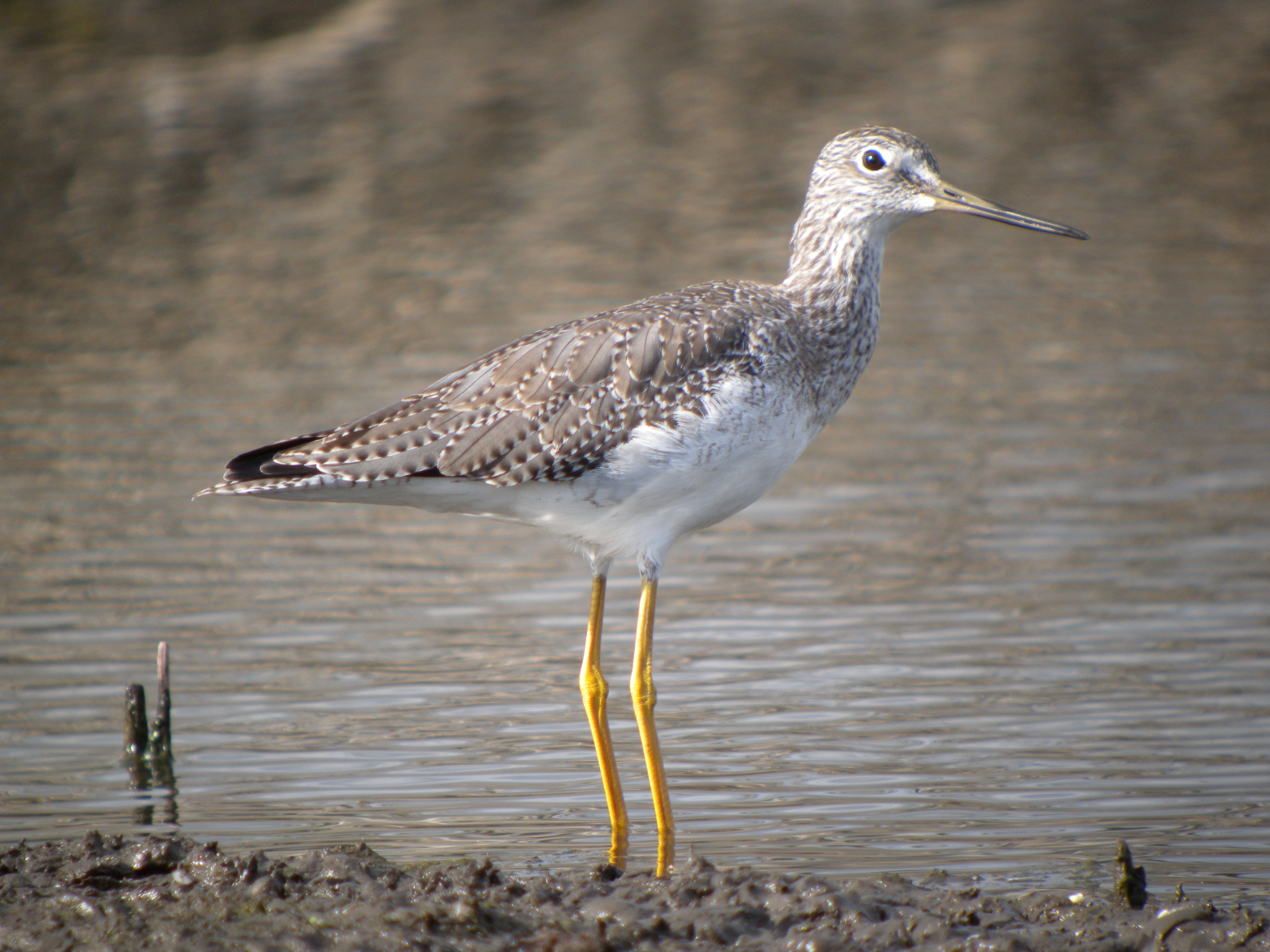 Greater Yellowlegs