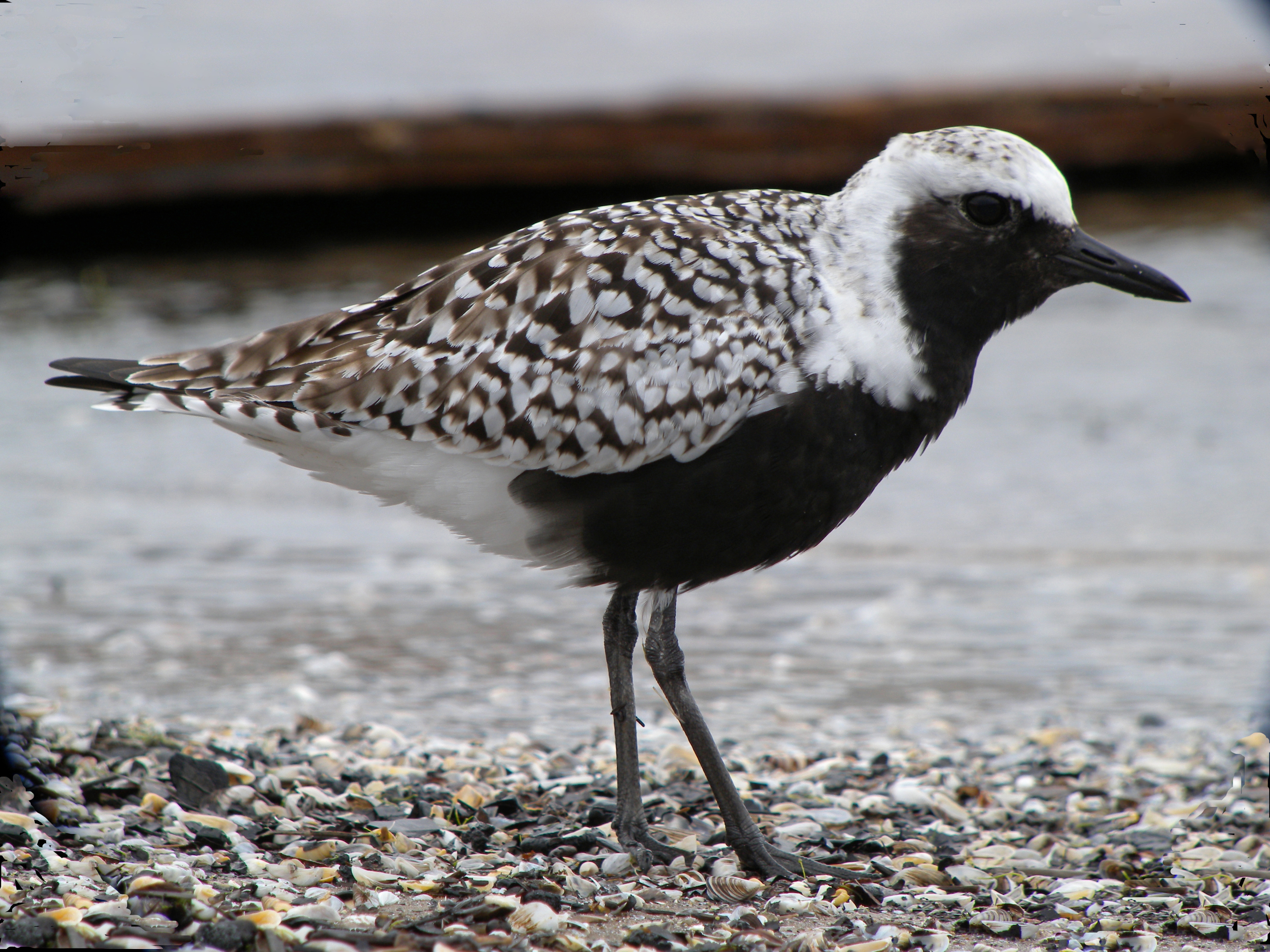 Black-bellied Plover (breeding)