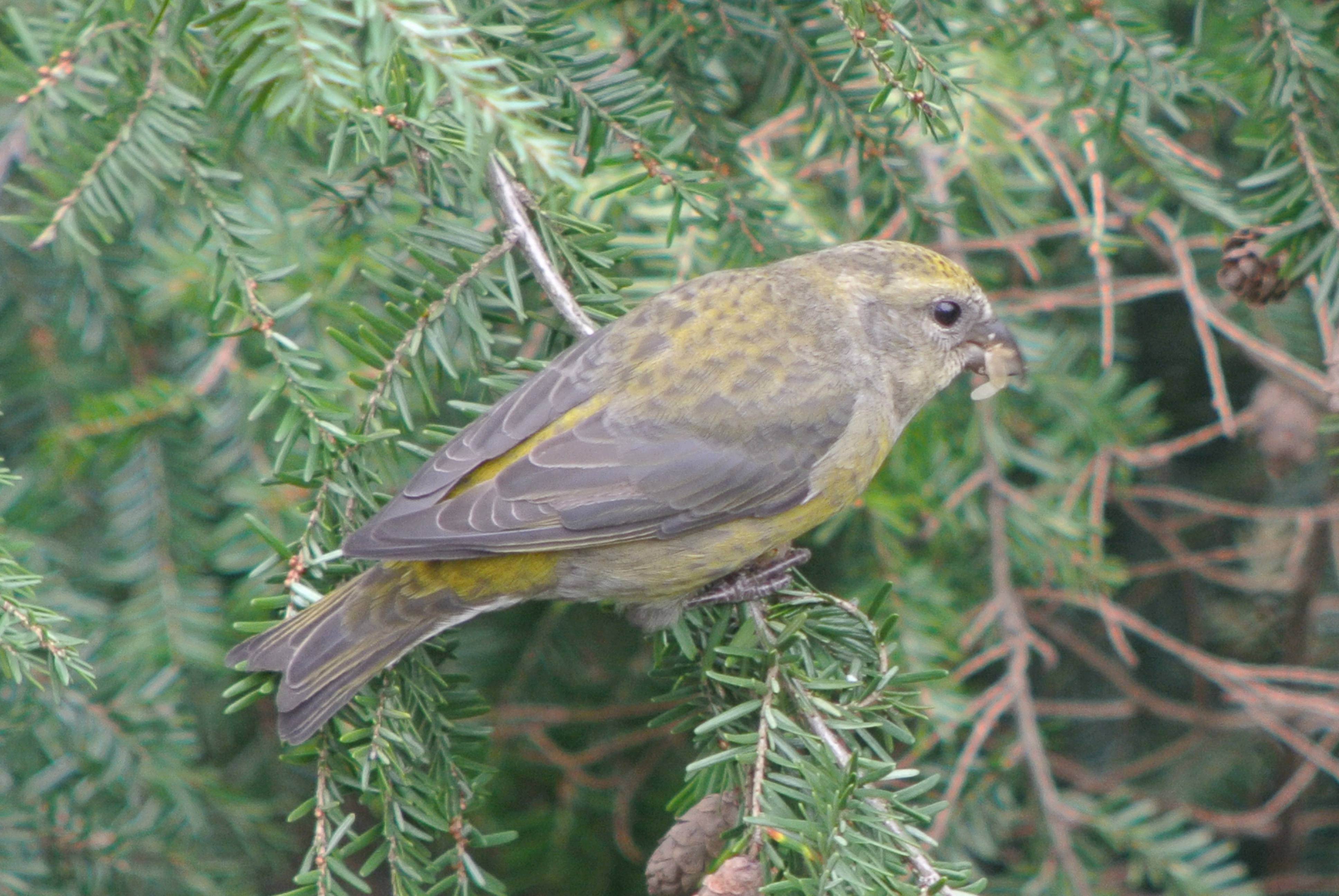 Red Crossbill