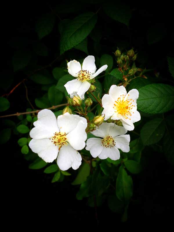 Cherokee Rose