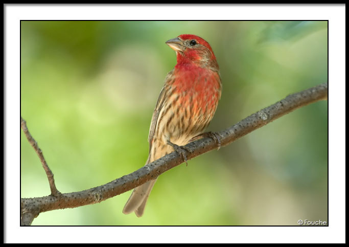 Male House Finch