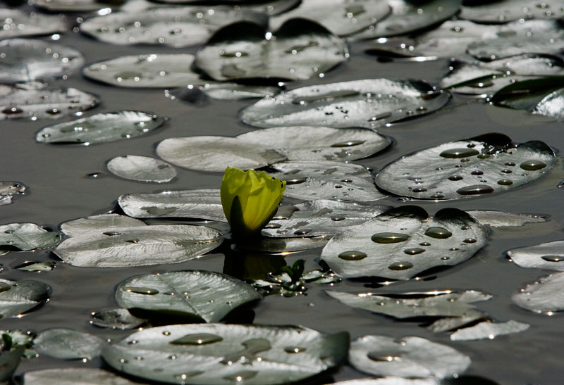 flor.jpg