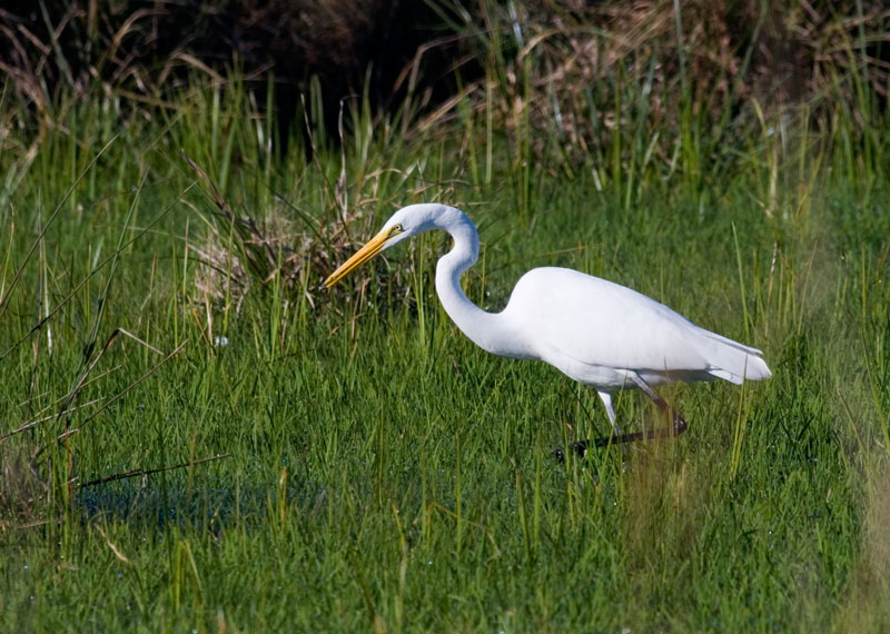 garza-3.jpg