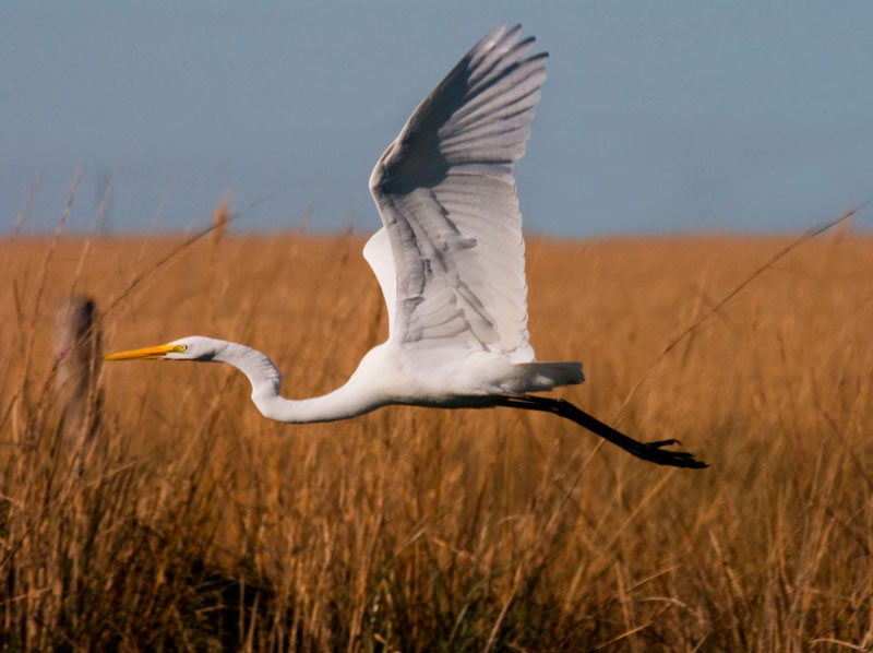 garza-en-vuelo.jpg