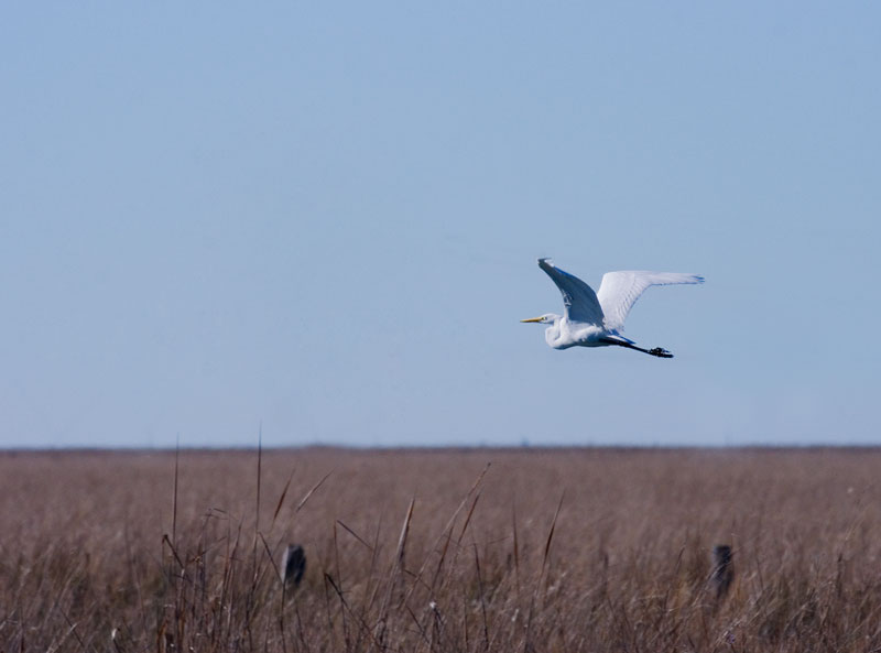 garza-vuelo-2.jpg