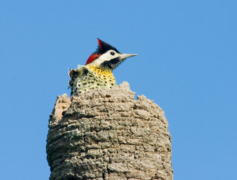 pajaro-loco.jpg