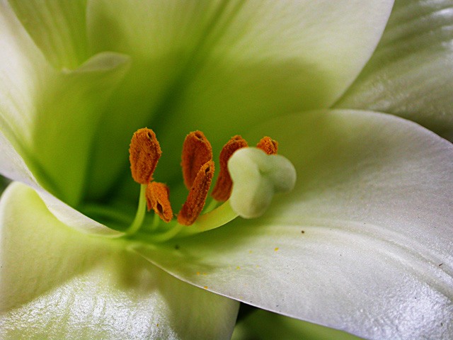 Easter Lilly