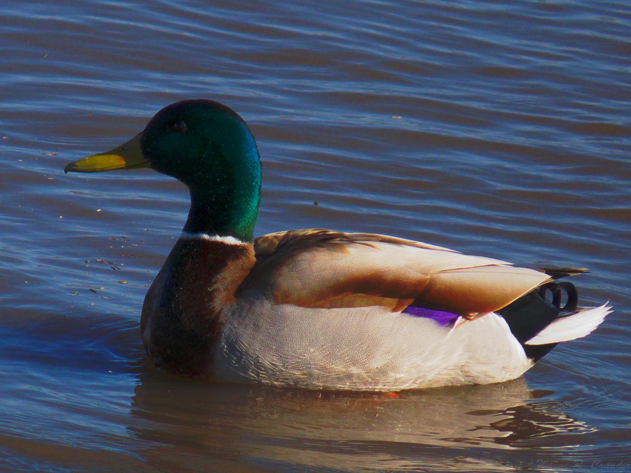 Duck 3-09.jpg