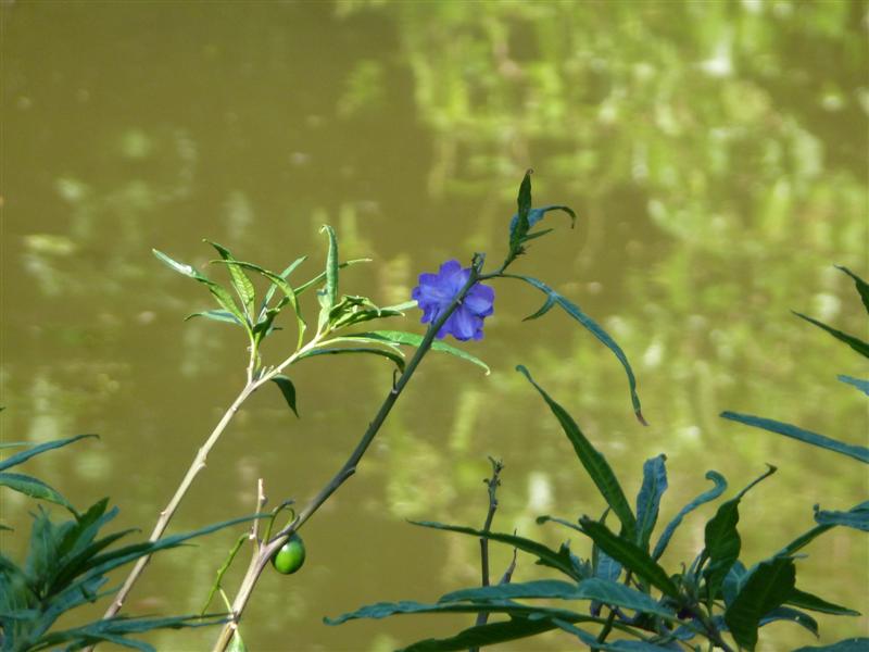 Royal Botanic Gardens, Melbourne