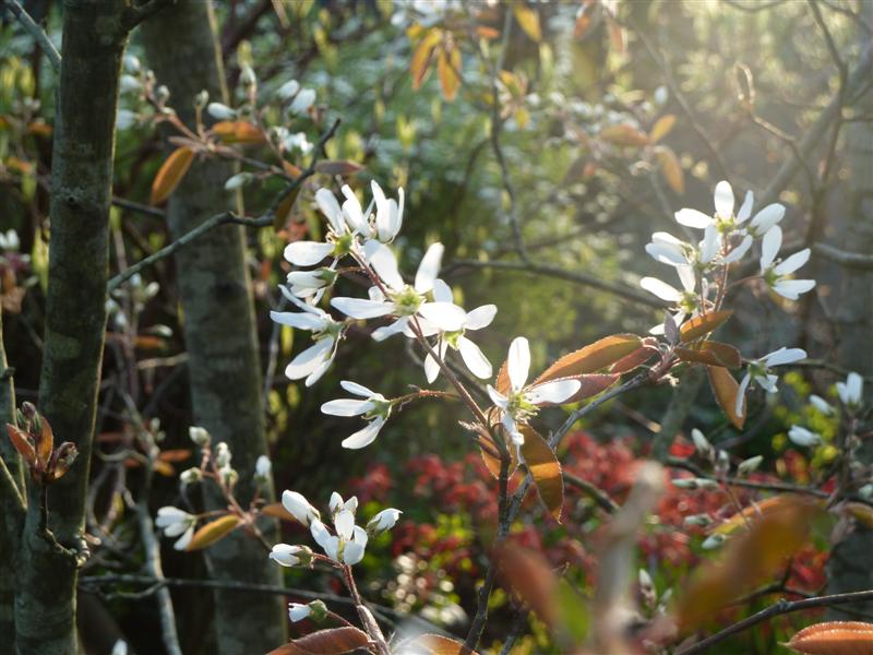 Amelanchier