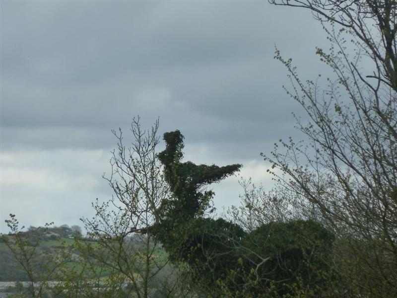 Natural topiary?