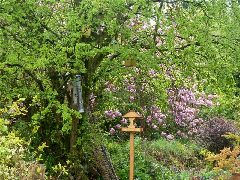 New birdtable looking very at home now