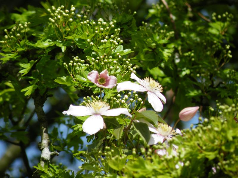 Clematis in hawthorn