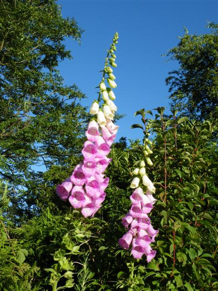 Glorious foxgloves