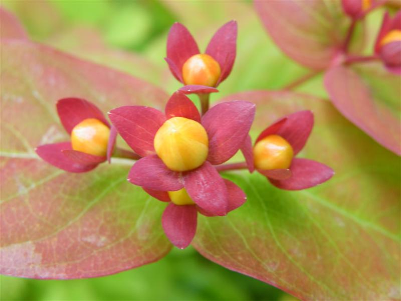 Close up on hypericum