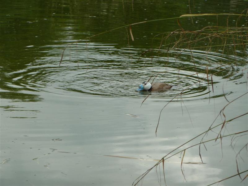 P1100887 (Medium).JPG