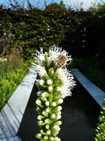 Liatris?