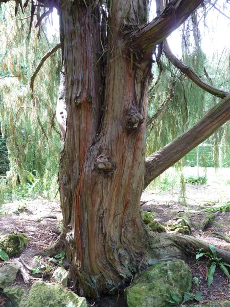 Bark