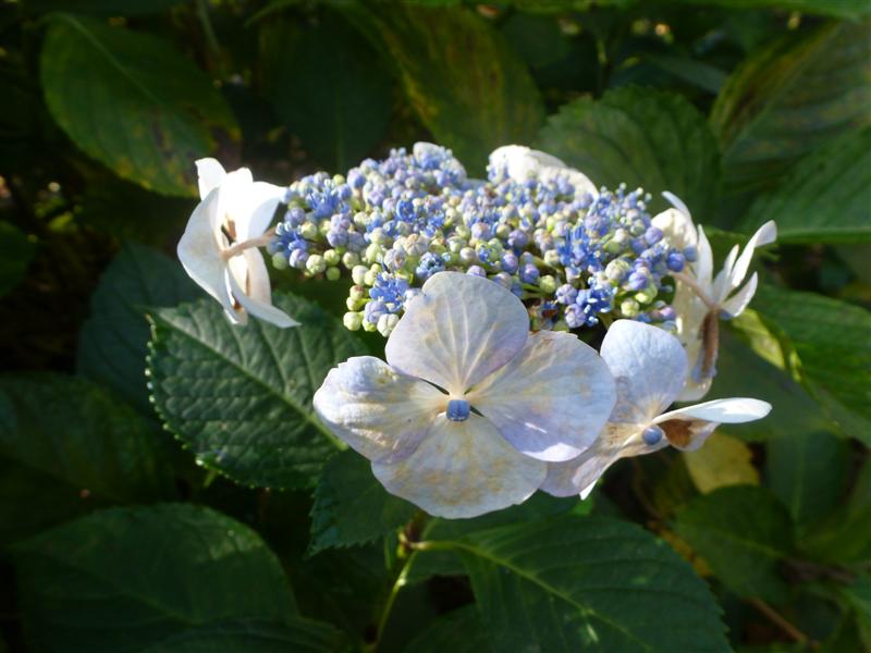 Hydrangea in Clyne Gardens