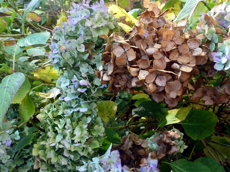 Faded and browning hydrangeas