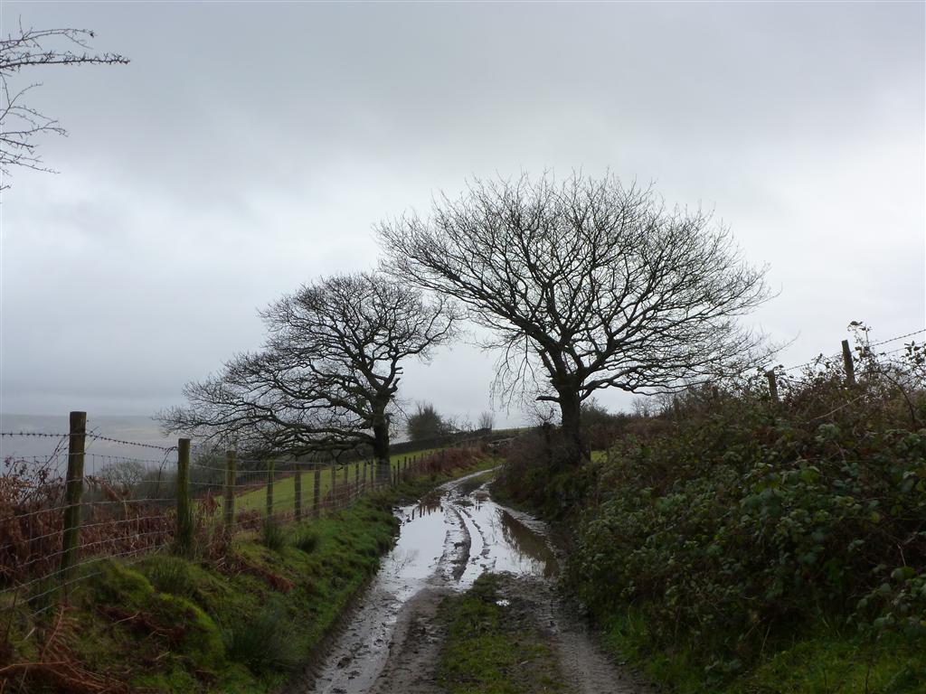 Trees and puddles