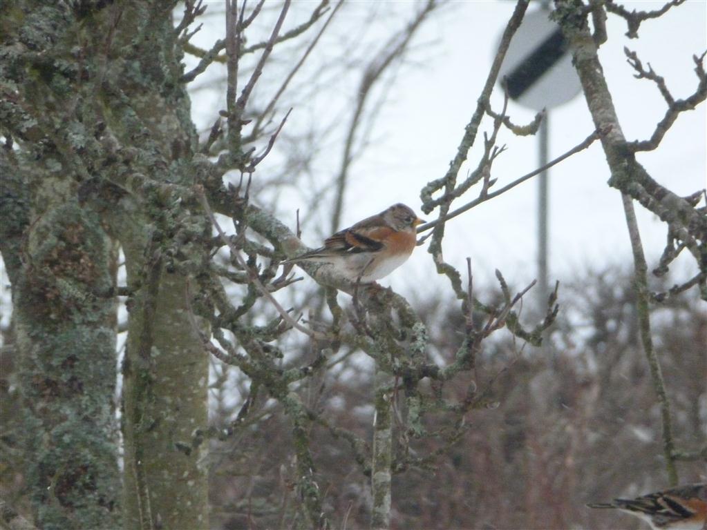 Zoomed in on brambling