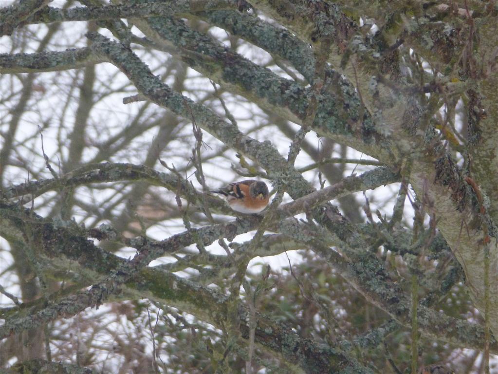 Brambling