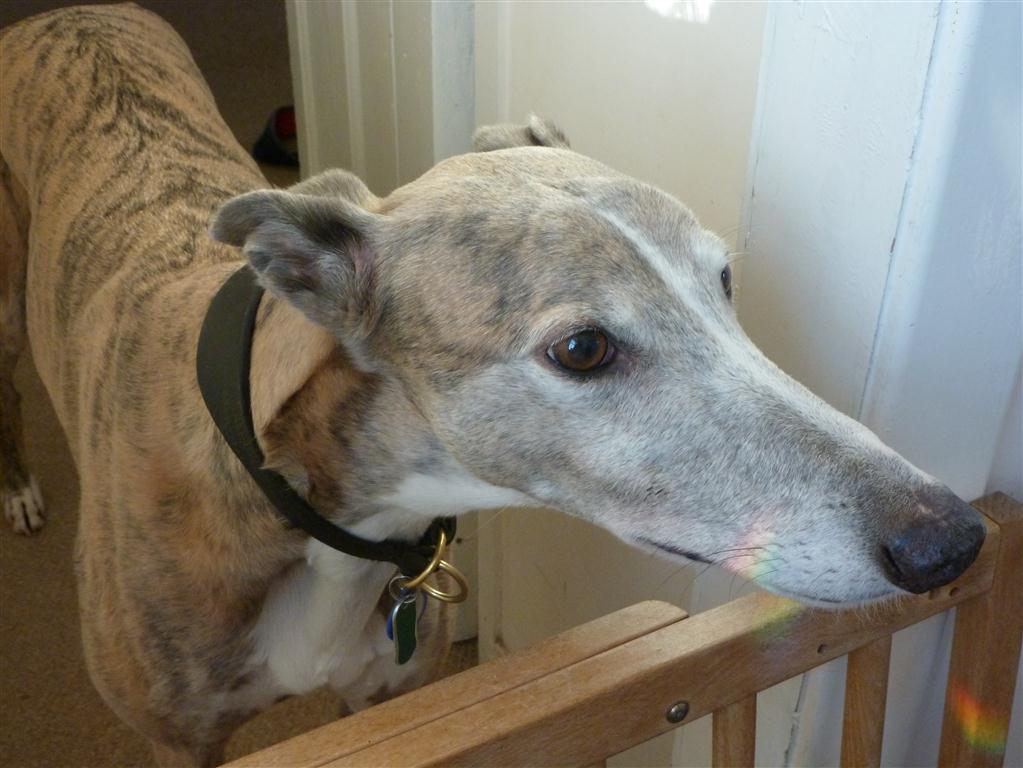 Rainbow Dillon