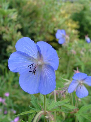 Geranium