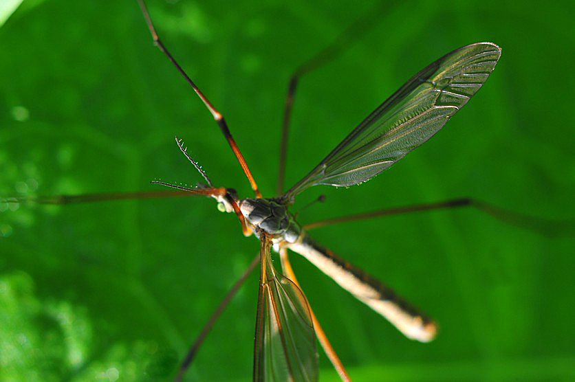 DSC_0040.jpg