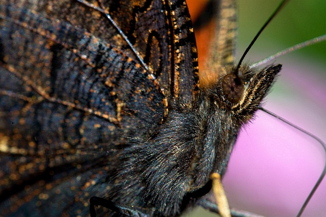 the Peacock butterfly, Rusalka pawik