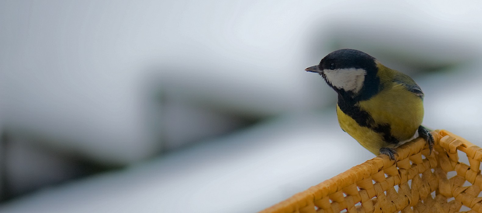 	Parus major