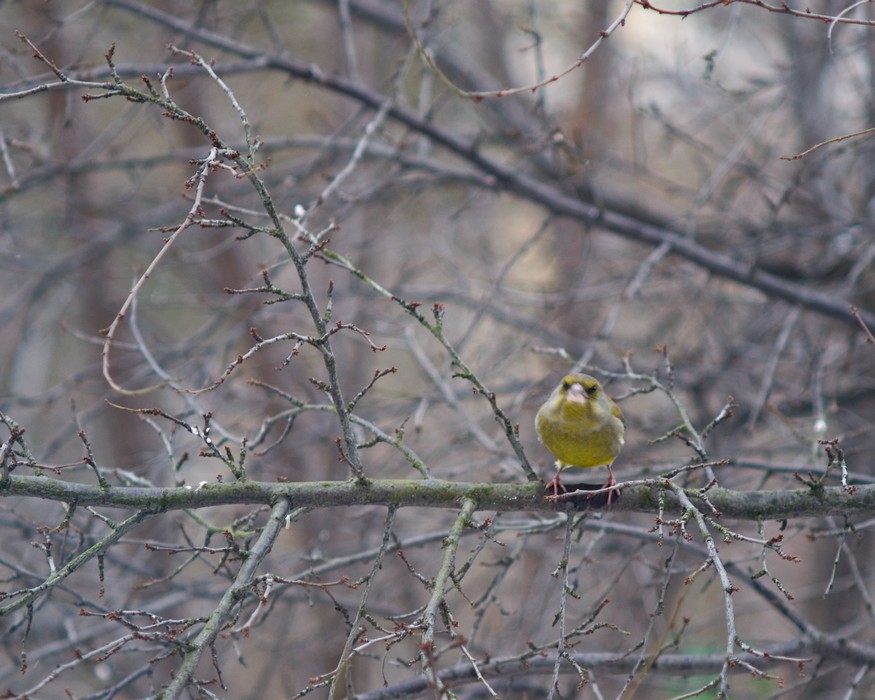 Carduelis chloris flowing with LOVE~PEACE~JOY like Johnutty 3