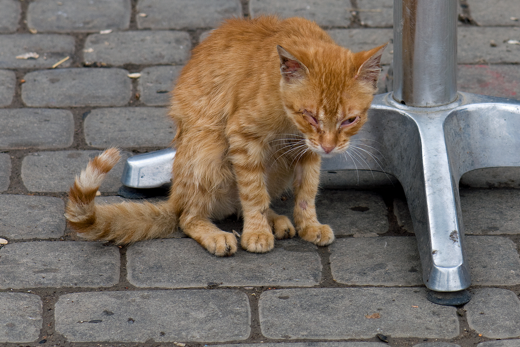 DSC_6072.jpg