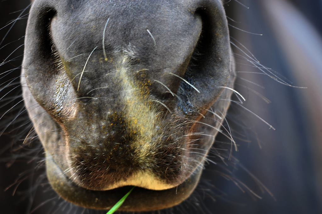 ED -talking horse
