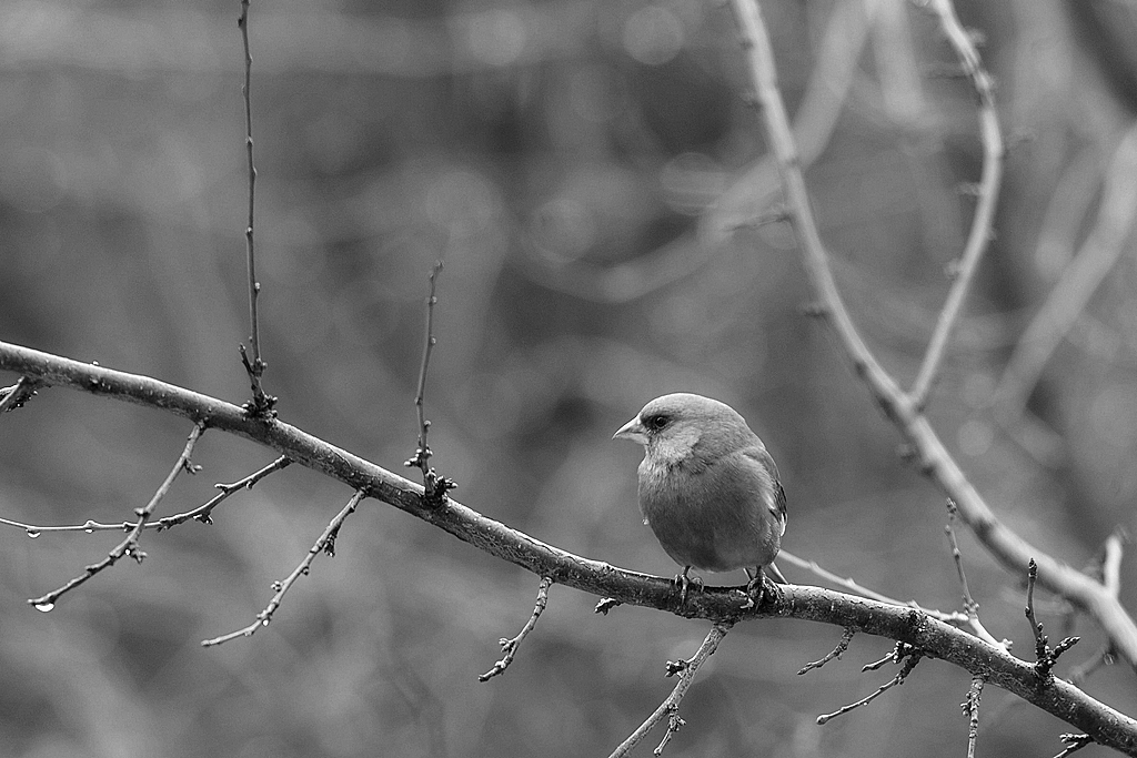 Dzwoniec,chloris chloris,Greenfinch