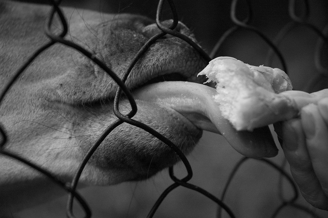 TTIC portraiture on b&w