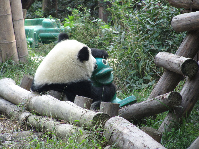 Panda with friend