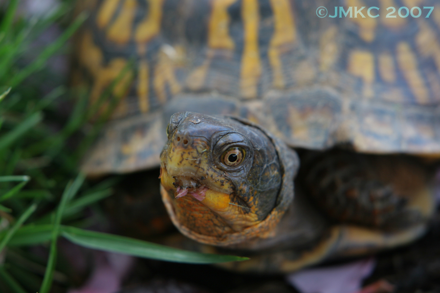Box Turtle 3