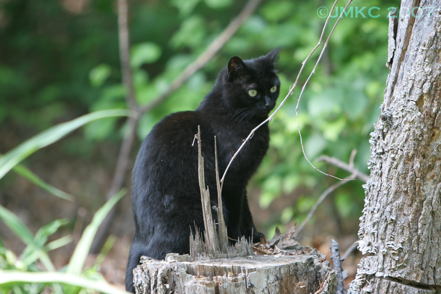 Black Cat