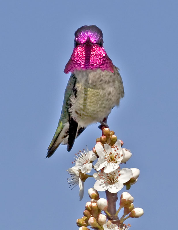 Annas Hummingbird<br>(male)