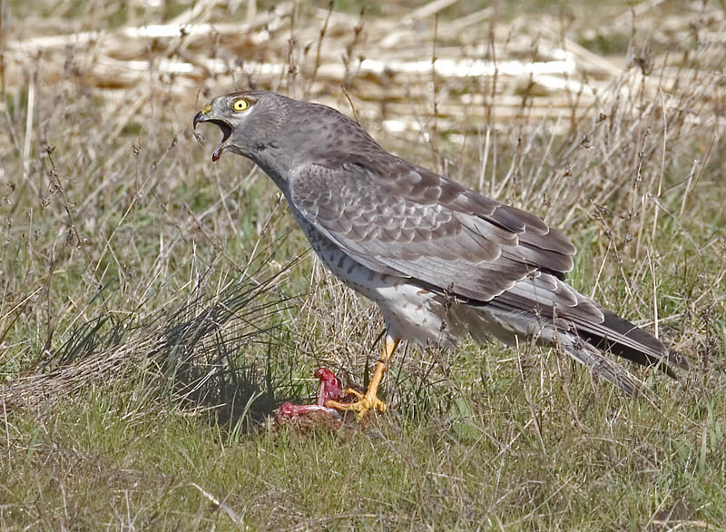 Male Northern Harrier screams at a White-tailed Kite that came too close its kill